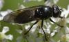 Cheilosia sp.